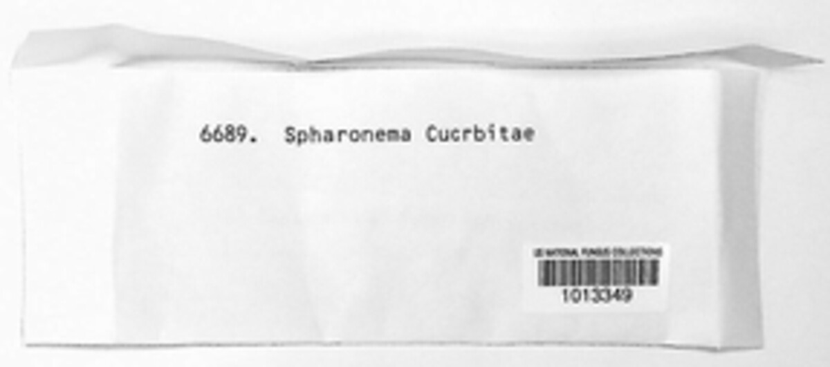 Sphaeronaema cucurbitae image